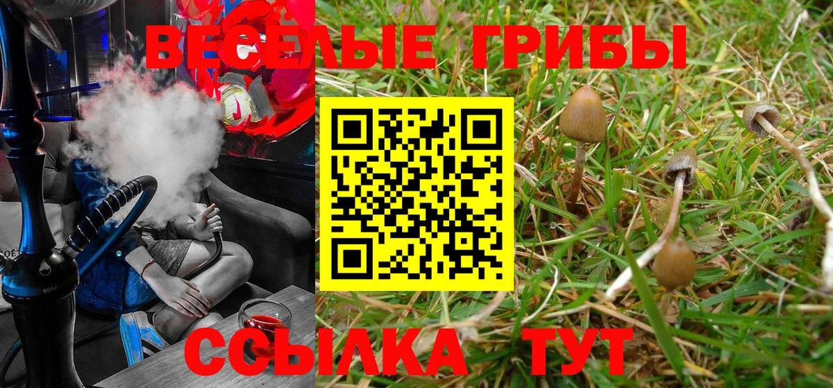 Галлюциногенные грибы Psilocybe  наркотики  Улан-Удэ  Псилоцибиновые грибы Psilocybe  Вход с VPN 